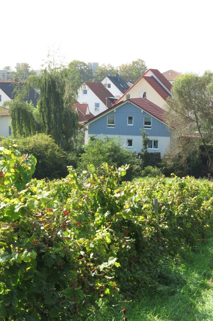 GAGFAH Häuser Sicht von Weinbergen