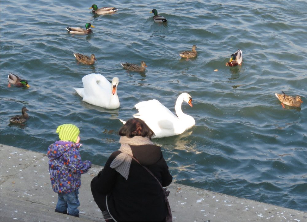 Mutter mit Kind und Enten und Schwänen am Rhein