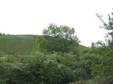 Kleines Haus, großer Garten in schöner Ortsrandlage - Bild2