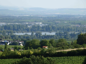 **Zwangsversteigerung - Provisionsfrei** Weingut und Privathaus mit unverbaubarem Rheinblick! - Bild1