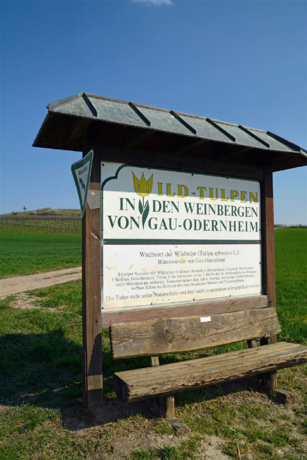 Infotafel im Weinberg